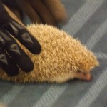 DSCF8063